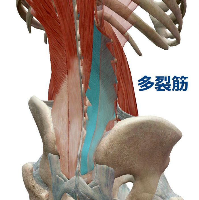 腰の真ん中が痛い原因の多裂筋