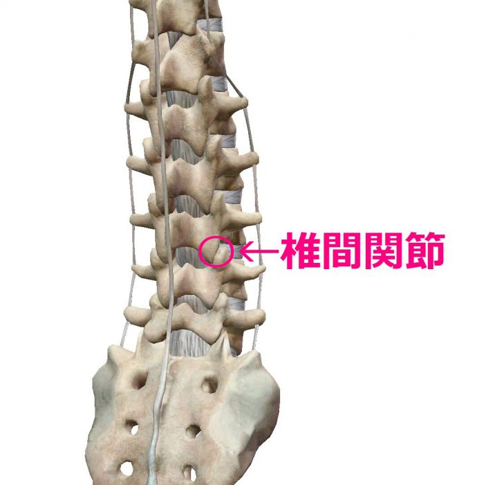 腰の真ん中が痛い原因の椎間関節
